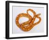 Red Rat Snake-null-Framed Photographic Print