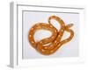 Red Rat Snake-null-Framed Photographic Print