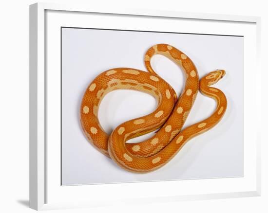 Red Rat Snake-null-Framed Photographic Print