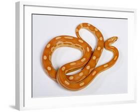 Red Rat Snake-null-Framed Photographic Print