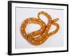 Red Rat Snake-null-Framed Photographic Print