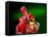 Red Realgar-Walter Geiersperger-Framed Stretched Canvas