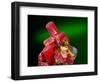 Red Realgar-Walter Geiersperger-Framed Photographic Print