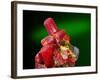 Red Realgar-Walter Geiersperger-Framed Photographic Print