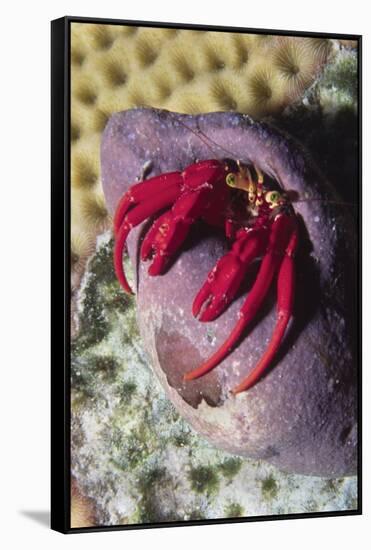 Red Reef Hermit Crab-Hal Beral-Framed Stretched Canvas