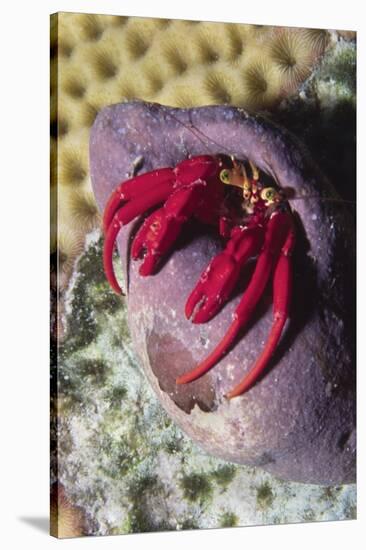 Red Reef Hermit Crab-Hal Beral-Stretched Canvas