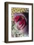 Red Reef Hermit Crab-Hal Beral-Framed Photographic Print