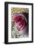 Red Reef Hermit Crab-Hal Beral-Framed Photographic Print
