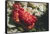 Red-Ridged Clinging Crab-Hal Beral-Framed Stretched Canvas