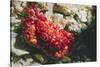 Red-Ridged Clinging Crab-Hal Beral-Stretched Canvas