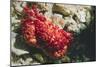 Red-Ridged Clinging Crab-Hal Beral-Mounted Photographic Print