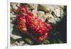 Red-Ridged Clinging Crab-Hal Beral-Framed Photographic Print