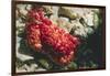 Red-Ridged Clinging Crab-Hal Beral-Framed Photographic Print