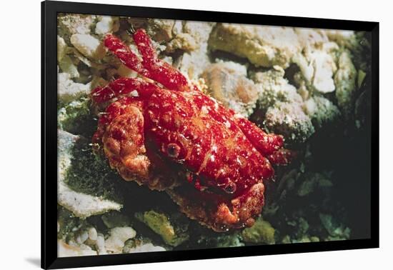 Red-Ridged Clinging Crab-Hal Beral-Framed Photographic Print