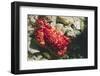 Red-Ridged Clinging Crab-Hal Beral-Framed Photographic Print