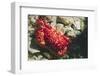Red-Ridged Clinging Crab-Hal Beral-Framed Photographic Print