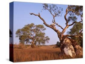 Red River Gum Tree, Eucalyptus Camaldulensis, Flinders Range, South Australia, Australia, Pacific-Neale Clarke-Stretched Canvas