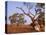 Red River Gum Tree, Eucalyptus Camaldulensis, Flinders Range, South Australia, Australia, Pacific-Neale Clarke-Stretched Canvas