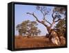 Red River Gum Tree, Eucalyptus Camaldulensis, Flinders Range, South Australia, Australia, Pacific-Neale Clarke-Framed Stretched Canvas