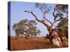 Red River Gum Tree, Eucalyptus Camaldulensis, Flinders Range, South Australia, Australia, Pacific-Neale Clarke-Stretched Canvas