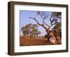 Red River Gum Tree, Eucalyptus Camaldulensis, Flinders Range, South Australia, Australia, Pacific-Neale Clarke-Framed Photographic Print