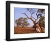 Red River Gum Tree, Eucalyptus Camaldulensis, Flinders Range, South Australia, Australia, Pacific-Neale Clarke-Framed Photographic Print