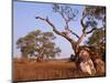 Red River Gum Tree, Eucalyptus Camaldulensis, Flinders Range, South Australia, Australia, Pacific-Neale Clarke-Mounted Photographic Print