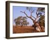 Red River Gum Tree, Eucalyptus Camaldulensis, Flinders Range, South Australia, Australia, Pacific-Neale Clarke-Framed Photographic Print