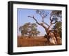 Red River Gum Tree, Eucalyptus Camaldulensis, Flinders Range, South Australia, Australia, Pacific-Neale Clarke-Framed Photographic Print