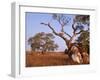 Red River Gum Tree, Eucalyptus Camaldulensis, Flinders Range, South Australia, Australia, Pacific-Neale Clarke-Framed Photographic Print
