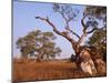 Red River Gum Tree, Eucalyptus Camaldulensis, Flinders Range, South Australia, Australia, Pacific-Neale Clarke-Mounted Photographic Print