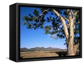 Red River Gum Tree (Eucalyptus Camaldulensis), Wilpena, Flinders Ranges, South Australia, Australia-Neale Clarke-Framed Stretched Canvas