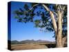 Red River Gum Tree (Eucalyptus Camaldulensis), Wilpena, Flinders Ranges, South Australia, Australia-Neale Clarke-Stretched Canvas