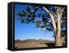 Red River Gum Tree (Eucalyptus Camaldulensis), Wilpena, Flinders Ranges, South Australia, Australia-Neale Clarke-Framed Stretched Canvas