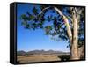 Red River Gum Tree (Eucalyptus Camaldulensis), Wilpena, Flinders Ranges, South Australia, Australia-Neale Clarke-Framed Stretched Canvas