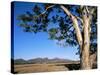 Red River Gum Tree (Eucalyptus Camaldulensis), Wilpena, Flinders Ranges, South Australia, Australia-Neale Clarke-Stretched Canvas