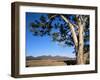 Red River Gum Tree (Eucalyptus Camaldulensis), Wilpena, Flinders Ranges, South Australia, Australia-Neale Clarke-Framed Photographic Print