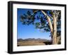 Red River Gum Tree (Eucalyptus Camaldulensis), Wilpena, Flinders Ranges, South Australia, Australia-Neale Clarke-Framed Photographic Print