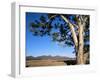 Red River Gum Tree (Eucalyptus Camaldulensis), Wilpena, Flinders Ranges, South Australia, Australia-Neale Clarke-Framed Photographic Print