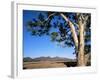 Red River Gum Tree (Eucalyptus Camaldulensis), Wilpena, Flinders Ranges, South Australia, Australia-Neale Clarke-Framed Photographic Print