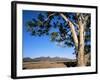 Red River Gum Tree (Eucalyptus Camaldulensis), Wilpena, Flinders Ranges, South Australia, Australia-Neale Clarke-Framed Photographic Print