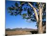 Red River Gum Tree (Eucalyptus Camaldulensis), Wilpena, Flinders Ranges, South Australia, Australia-Neale Clarke-Mounted Photographic Print