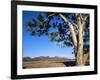 Red River Gum Tree (Eucalyptus Camaldulensis), Wilpena, Flinders Ranges, South Australia, Australia-Neale Clarke-Framed Photographic Print