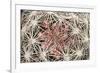 Red Rock Canyon National Conservation Area, Las Vegas, Nevada-Rob Sheppard-Framed Photographic Print