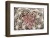 Red Rock Canyon National Conservation Area, Las Vegas, Nevada-Rob Sheppard-Framed Photographic Print