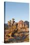 Red Rock Canyon Outside Las Vegas, Nevada, USA-Michael DeFreitas-Stretched Canvas