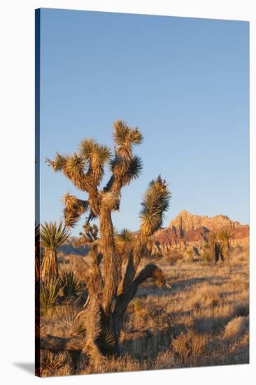 Red Rock Canyon Outside Las Vegas, Nevada, USA-Michael DeFreitas-Stretched Canvas