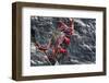 Red rock crab grazing on algae from rock, Tenerife, Canary Islands-Nick Upton-Framed Photographic Print