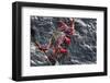 Red rock crab grazing on algae from rock, Tenerife, Canary Islands-Nick Upton-Framed Photographic Print