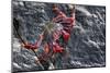 Red rock crab grazing on algae from rock, Tenerife, Canary Islands-Nick Upton-Mounted Photographic Print